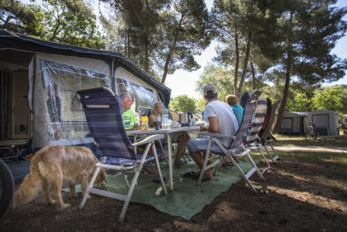 Pet friendly camping