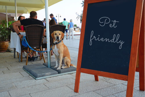 Pet friendly restaurants
