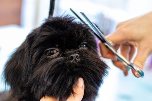 Beauty and dog grooming salons